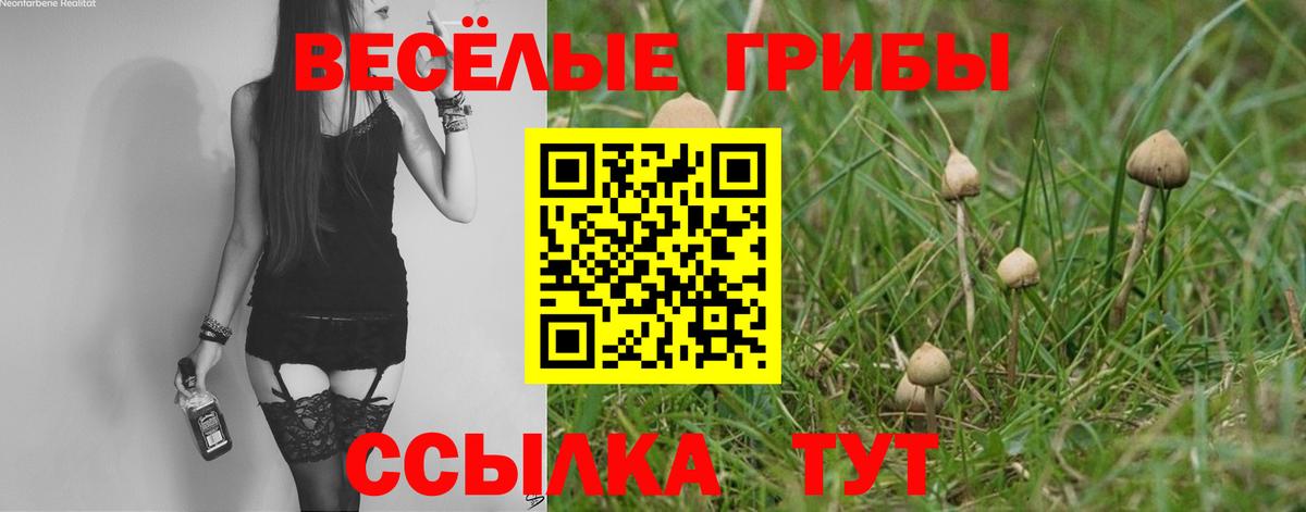 Юрга  Псилоцибиновые грибы Psilocybine cubensis  Вход с VPN 